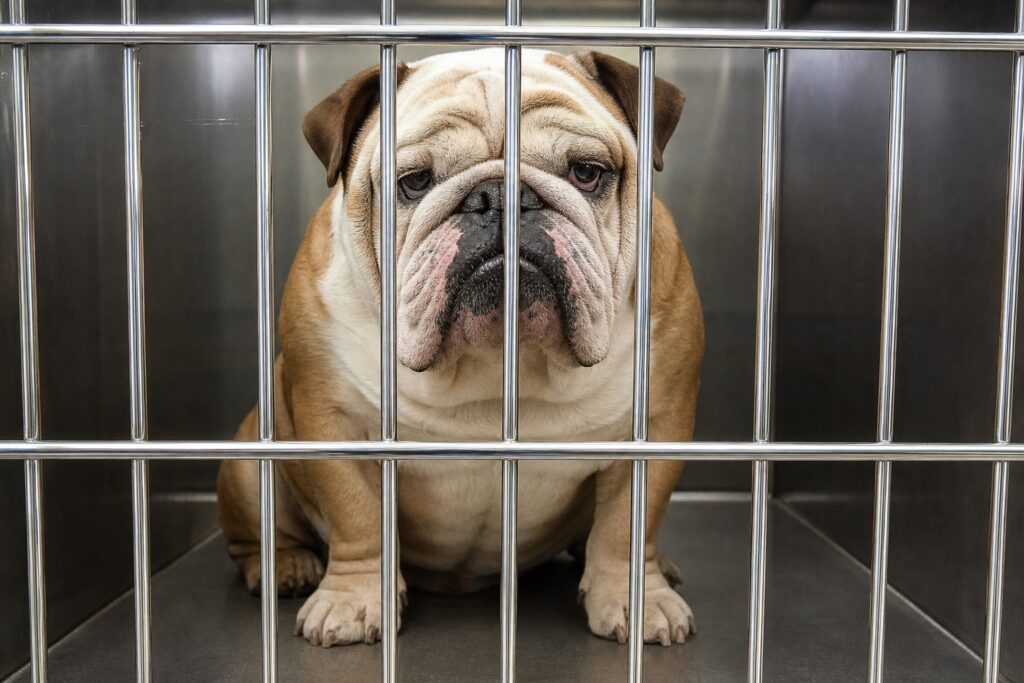 English bulldog behind kennel bars